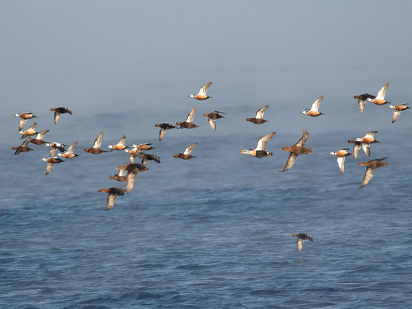 Allihaahka, Steller's Eider, Polysticta stelleri